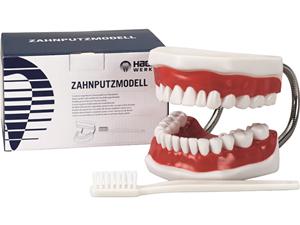 Zahnputzmodell Big Modell mit Zahnbürste