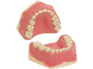 Kinderzahnmodell AK-6/2 Modell