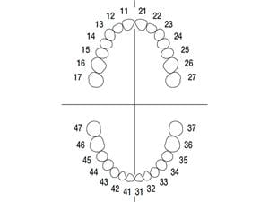 Arbeitsmodell ANA-4 VEM 901 Endodontie Modell