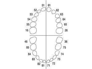 Modellzähne Milchzahn AK-6 Zahn 16