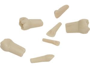 Modellzähne Milchzahn AK-6 Zahn 16