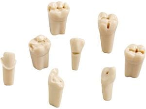 Modellzahn mit Präparation ANA-4 ZP Zahn 13