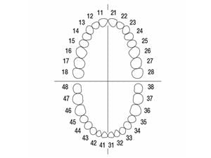 Modellzahn für Extraktionsmodelle A-E - Sortiment Sortiment