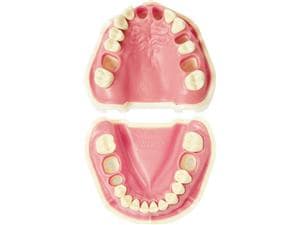Arbeitsmodell ANA-4 VE 903 Endodontie Modell Oberkiefer