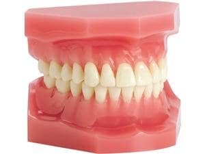 Ortho Technology Typodonten zur Demonstration Typodont Einfach, Zahnoberfläche beklebbar, Idealverzahnung