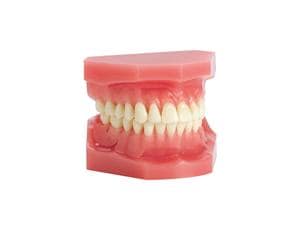 Ortho Technology Typodonten zur Demonstration Typodont Einfach, Zahnoberfläche beklebbar, Klasse III Dysgnathie