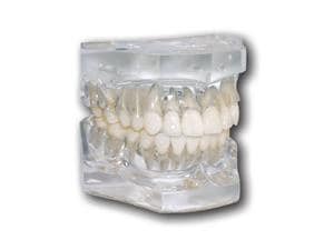 Ortho Technology Typodonten zur Demonstration Typodont Flexibler Sockel Idealverzahnung von Zähnen mit Zahnwurzeln
